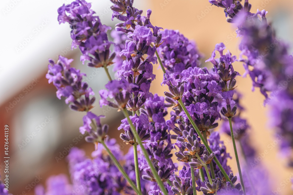 Obraz premium Beautiful lavender flowers blooming in a garden during sunny spring season in a quaint neighborhood setting