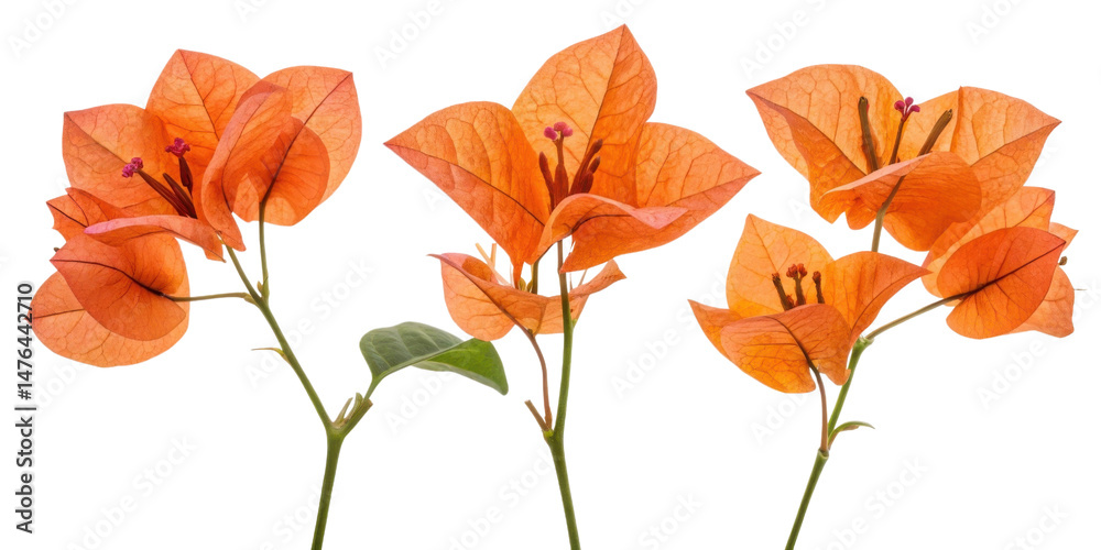Fototapeta premium Bougainvillea flowers bloom vibrantly shades of orange, showcasing their delicate petals and intricate details, creating stunning visual display