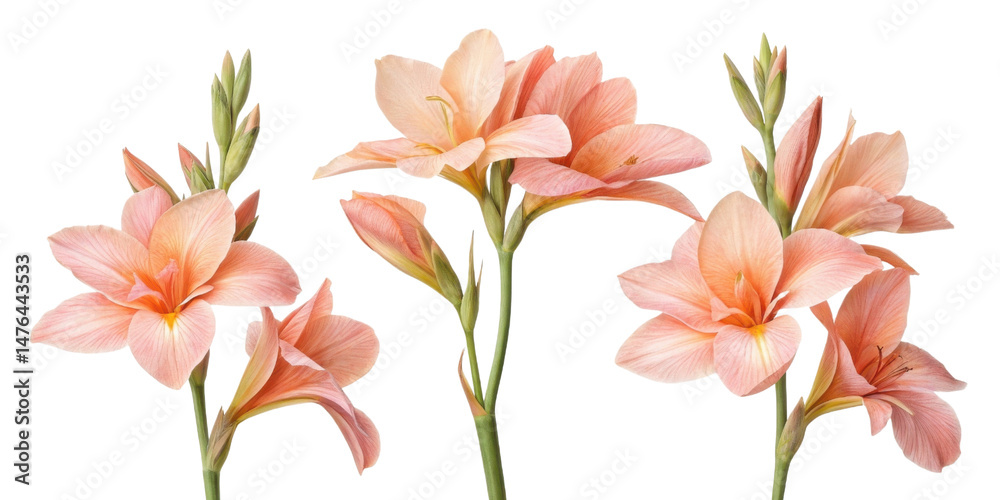 Obraz premium Beautiful canna flowers bloom in soft peach hues, showcasing their delicate petals and vibrant green stems, creating serene atmosphere