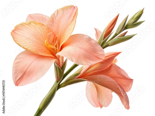 Beautiful canna flower blooms gracefully with soft peach petals and vibrant green stems, showcasing nature elegance and charm