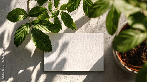 A blank white card rests on a textured surface surrounded by vibrant green leaves and dd sunlight casting shadows. photo