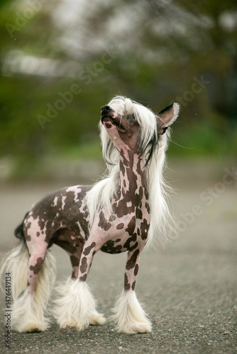 Chinese Crested Dog Portrait on Blurred Green Background 