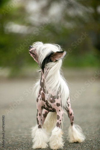 Chinese Crested Dog Portrait on Blurred Green Background 