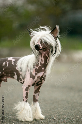 Chinese Crested Dog Portrait on Blurred Green Background 