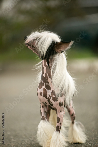 Chinese Crested Dog Portrait on Blurred Green Background 