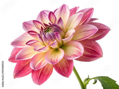 Stunning gloxinia flower showcases vibrant pink and yellow petals, radiating beauty and elegance in nature design photo