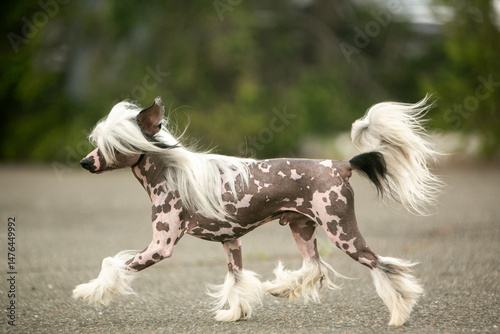 Chinese Crested Dog Portrait on Blurred Green Background 