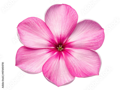 Stunning phlox flower showcases vibrant pink petals with delicate white edges, radiating beauty and charm in any garden setting