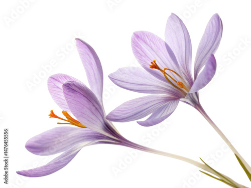 Saffron flowers bloom beautifully with delicate petals showcasing vibrant colors and intricate details, symbolizing nature elegance and charm