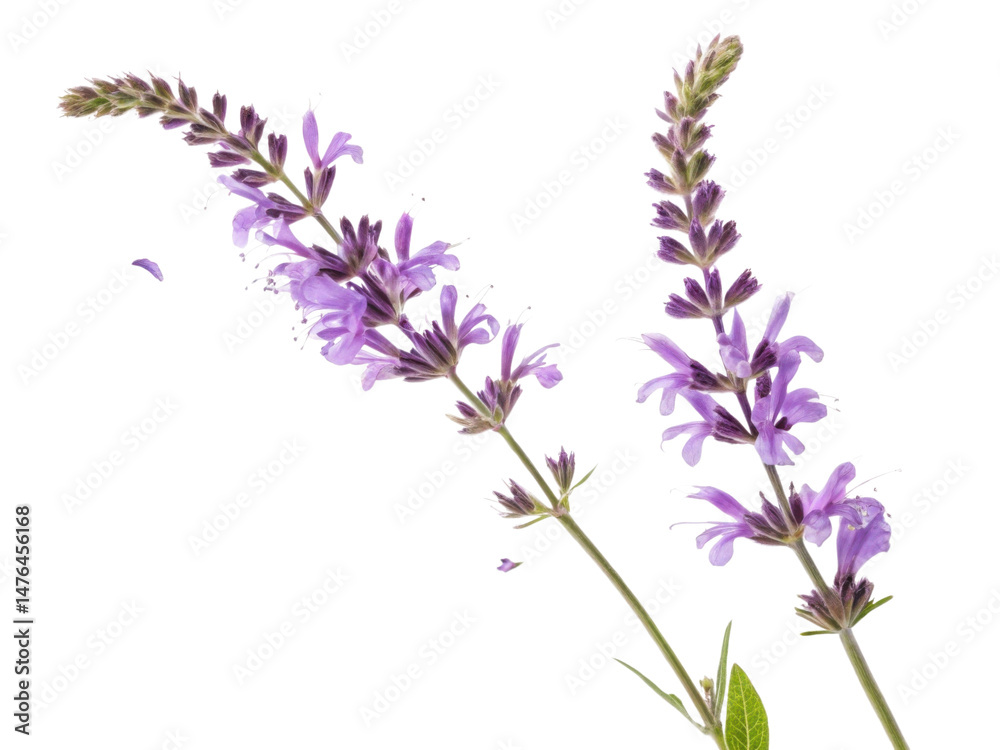 Obraz premium Salvia flowers bloom beautifully with vibrant purple petals showcasing nature elegance and charm