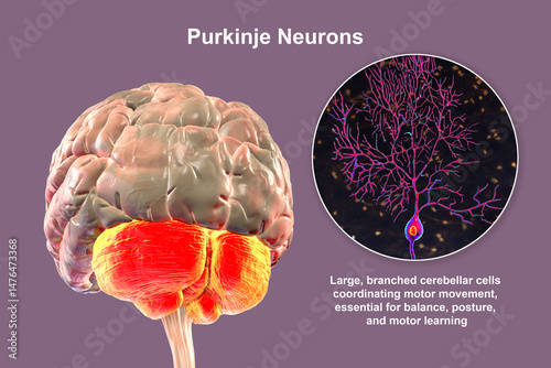 Human brain with highlighted cerebellum and close-up of Purkinje neurons, 3D illustration. Cerebellum controls balance and coordination, Purkinje cells are key neurons in motor function.