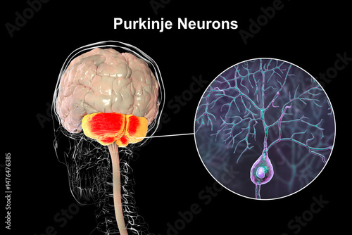 Human brain with highlighted cerebellum and close-up of Purkinje neurons, 3D illustration. Cerebellum controls balance and coordination, Purkinje cells are key neurons in motor function.