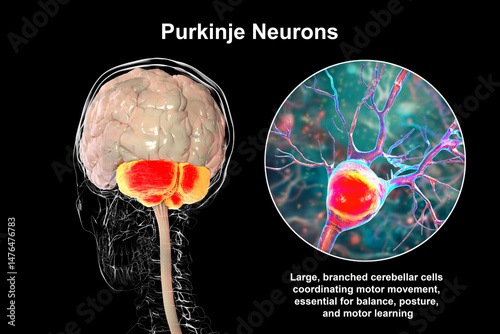 Human brain with highlighted cerebellum and close-up of Purkinje neurons, 3D illustration. Cerebellum controls balance and coordination, Purkinje cells are key neurons in motor function.