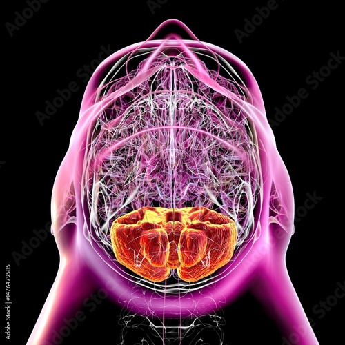 Human brain with highlighted cerebellum, 3D illustration. Cerebellum is responsible for coordination, balance, and fine motor control. Damaged in ataxia and neurodegenerative disorders