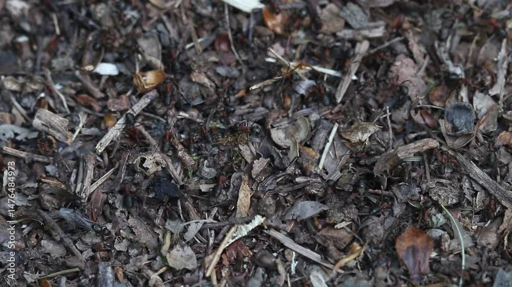 Wood Ants, Formica rufa, on top of their nest in late Spring. England. UK Wood Ants, Formica rufa, on top of their nest in late Spring. England. UK