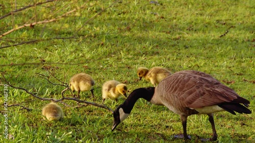 Slow-mo captures every wobble and splash of these just-born geese.