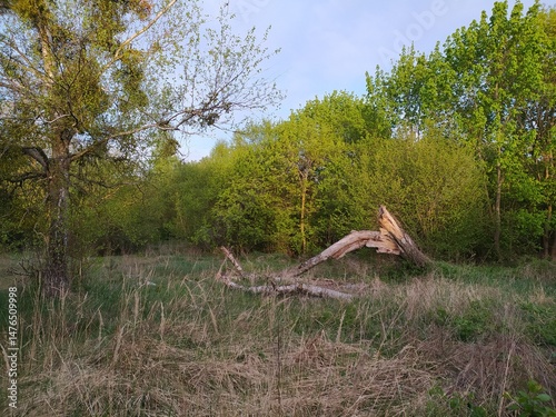 Fallen tree in the middle of the meadow in spring.