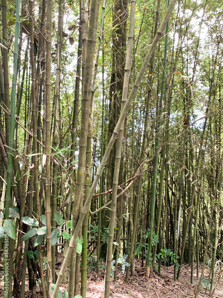 Fototapeta premium Dense Bamboo Grove with Sunlight Filtering Through Tall Stalks