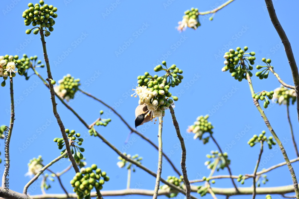 Obraz premium Brahminy starling&nbsp;or&nbsp;brahminy myna sitting on White Silk Cotton Tree. This bird is sucking the nectar of the flower of the White Silk Cotton Tree. Sturnia pagodarum. Member of the&nbsp;starling&nbsp;family. 