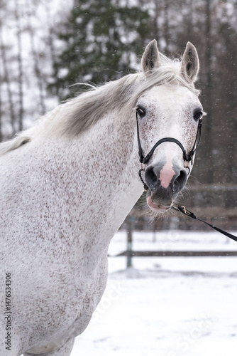 White horse, portrait. Orlov trotter in winter, close-up