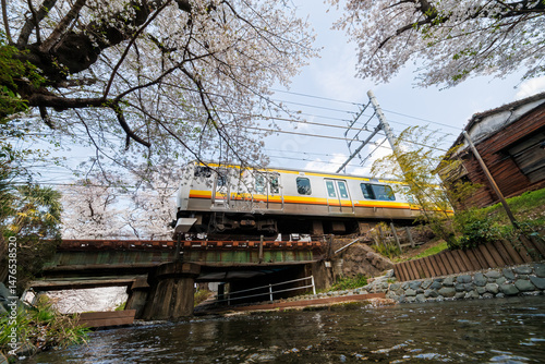 JR南武線が水面のすぐ上の橋を通過することで有名。
二ヶ領用水桜まつり。
用水沿いで満開に咲く美しいソメイヨシノ（桜・バラ科）
川岸でお花見宴会をする人々や
撮影する観光客もたくさんいる。
二ヶ領用水中原区川崎市神奈川県-2025
