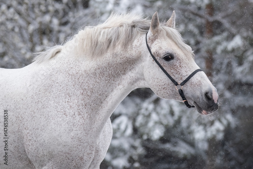 White horse, portrait. Orlov trotter in winter, close-up