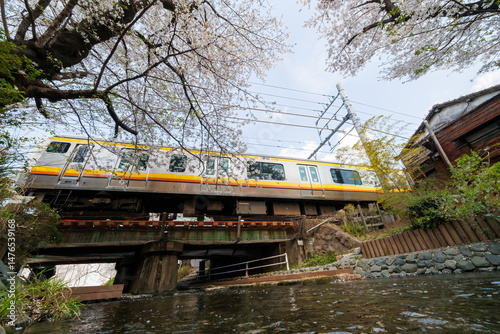 JR南武線が水面のすぐ上の橋を通過することで有名。
二ヶ領用水桜まつり。
用水沿いで満開に咲く美しいソメイヨシノ（桜・バラ科）
川岸でお花見宴会をする人々や
撮影する観光客もたくさんいる。
二ヶ領用水中原区川崎市神奈川県-2025
