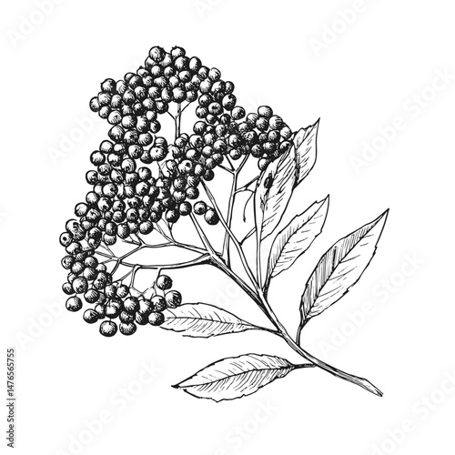 Vintage black elderberry botanical vector illustration. Detailed hand-drawn Sambucus branch with leaves and berries. Perfect for herbal, nature, and organic designs.