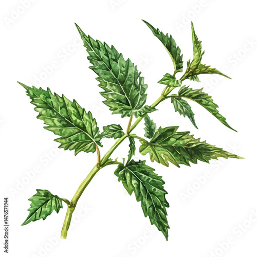 watercolor of Stinging Nettle A Single Branch, isolated on a white background.