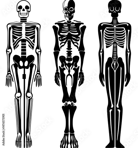 A medical illustration is presented, showcasing the human bone structure in the form of a black skeleton silhouette
