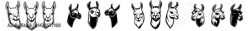 The portrait of a llama is depicted, showcasing both side and front views of its head, as it smiles and displays its teeth, highlighting its big ears, big eyes, and long eyelashes, embodying a cute