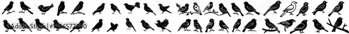 Modern collection of small birds in tiny black ink sketch, featuring swallow, sparrow, tit, starling, and thrush with detailed plumage, tails, beaks, and wings while gliding and soaring as wildlife
