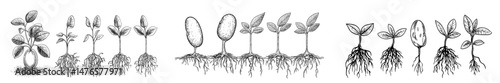 The process of planting a seedling involves understanding the root development of a bean seed, the emergence of cotyledon, and the entire agriculture cycle of vegetables in nature, including sprout