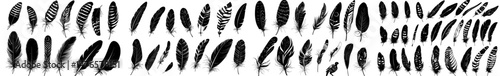A modern set of birds' feathers engraving is depicted, featuring fluffy plumage and calligraphy quills used by writers and poets as plume accessories, with black ink sketches that are hand-drawn and