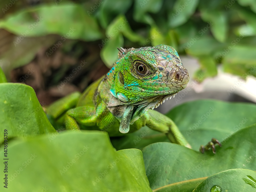 Fototapeta premium A juvenile green iguana walks along a green leafy tree branch, with a natural blur background.