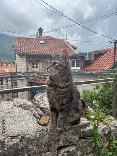 cat in front of old town roof