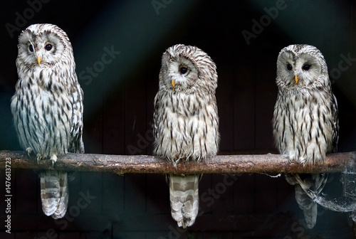 Three graces (hawk owls) photo
