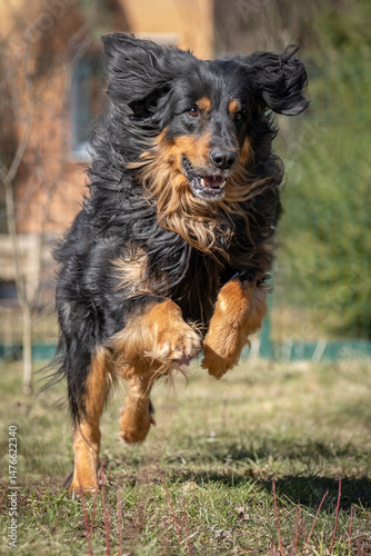 The dog runs swiftly in the rays of the sun. Hovawart on the move