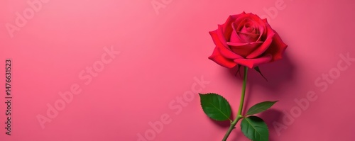 Single rose in isolation on a plain background, nature, single