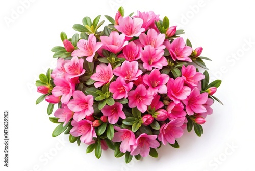 Wallpaper Mural A beautiful pink azalea bush flower arrangement viewed from above on white Torontodigital.ca