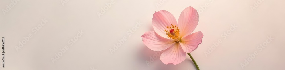 The gentle curves and shapes of a flower against a plain background, natural, isolated The gentle curves and shapes of a flower against a plain background, natural, isolated