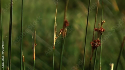 Juncus effusus with wetland plants, and sunset.