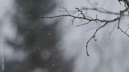 Snowy Winter Branch with Nature Scene.
