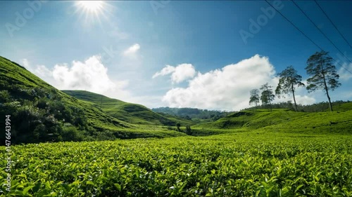 Sunny Tea Plantation Landscape.