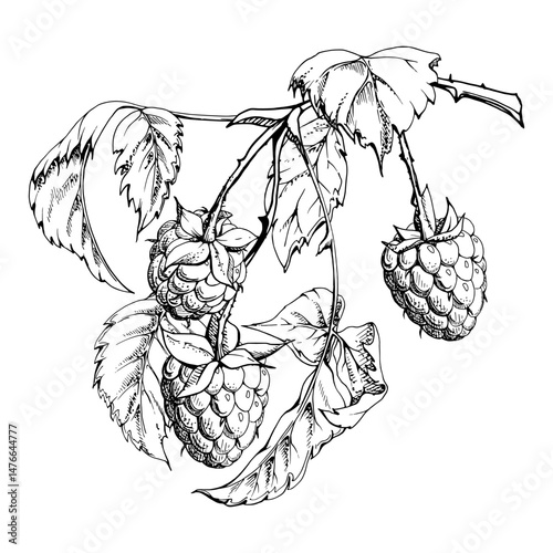 Raspberry leaves berries hanging on thorny spiked branch vector ink hand drawn. Ripe dewberry mulberry loganberry. Isolated botanical illustration. Home preserves cookbook, grocery store, closeup card