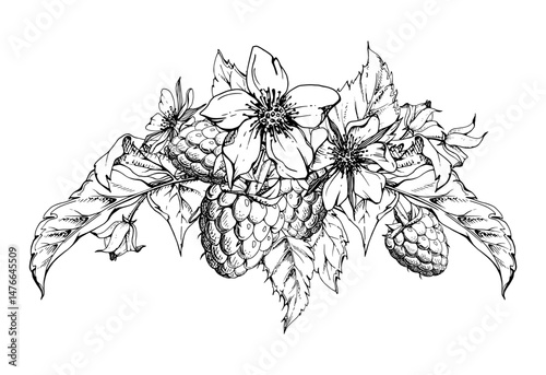 Raspberry berries, flower buds, leaves boutonniere bunch cluster group, hand drawn in vector ink, ripe forest garden dewberry. Isolated botanical illustration for dessert menu, wedding, farmers market