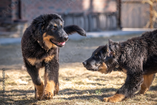 A cheerful Hovawart puppy runs and plays. The dog is having fun