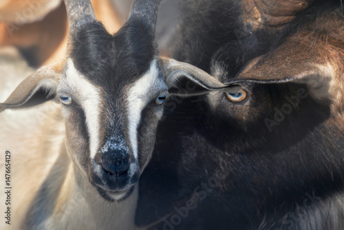 Full frame close-up of a pair of wild goats, one kid and one billy, (Capra hircus), Australia photo