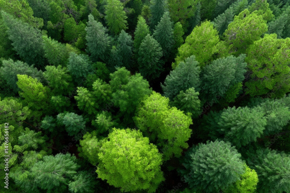 Fototapeta premium Aerial View of Lush Green Canopy: A Serene Forest Scene
