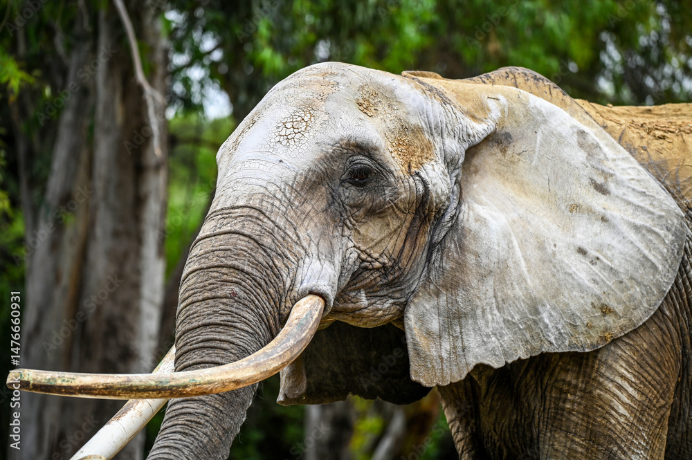 Fototapeta premium Gros plan sur un éléphant